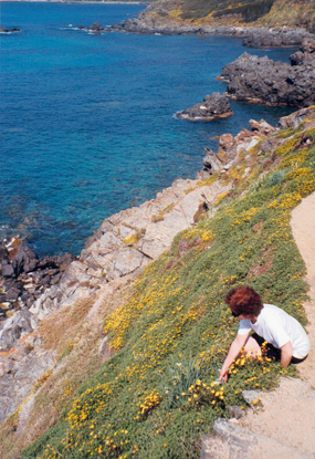 003-fleurs devant mer sanguinaires